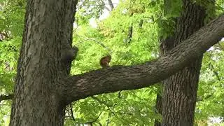 Anoka County Parks in Fridley (Fridley MN)