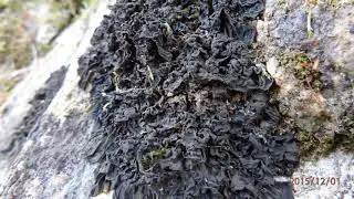 Leptogium or Collema ??