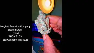 Longleaf Provision Company Lizard Burger Canna Close Up