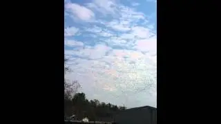 Flock of Blackbirds