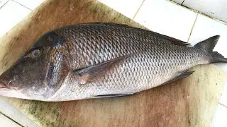 Red sheri fish cutting fresh in mirbat | Mirbat fish market sheri fish cutting