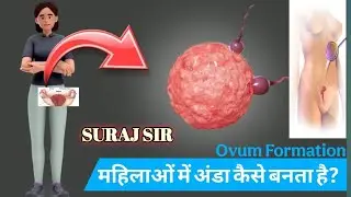 महिलाओं में अंडाणुओं का निर्माण कैसे होता हैं-How are eggs produced in women? by Suraj sir 