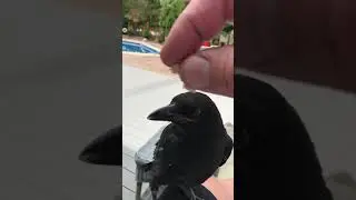 Poppa Dutch feeding baby crow