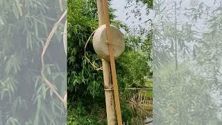 Asim Waqif creates Bamsera Bamsi, a living sculpture at the upcoming Sculpture Park in Sylhet