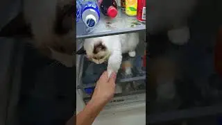 The cat is so hot, it's hiding in the fridge and doesn't want to come out.