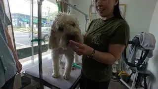 Grooming Casey, an Anxious Soft-Coated Wheaten Terrier | South Shore Luxury Pet Groomer