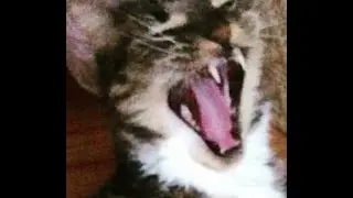 Kitty Yawning
