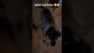#собакадругчеловека #помощьбездомнымсобакам #нужнапомощь #doghelp #dog