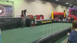 Canine Stars at the 2024 #NoviPetExpo