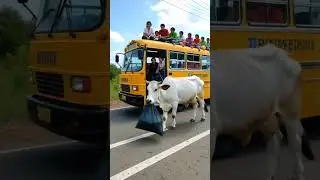 The Calf Blocking The Road Was Scolded... What Was Ahead! #humanity #cow #animals #pets #calf