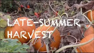Late Summer Harvest