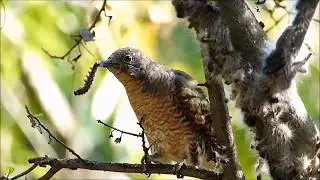 African Emerald Cuckoo Eating Processionary Caterpillars