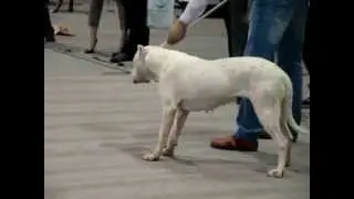 Dogo Argentino, wyb&oacute;r najlepszego juniora;ROCK Blansky Les & AGUILAH Baby Dee,Katowice 17.03.'12.
