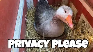 Big Goose Lays Egg In Tiny Chicken Coop