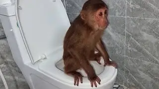 Animals abu busy morning cleaning, brushing teeth, washing clothes