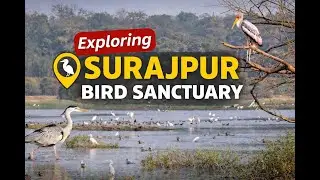 Surajpur bird sanctuary greater noida || Jay Kumar Khedle