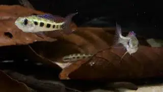 Dicrossus filamentosus