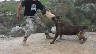 Algunos de nuestros perros.. 