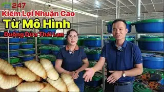 Kiếm Lợi Nhuận Cao Từ Mô Hình Nuôi Đuông Dừa Thái Lan