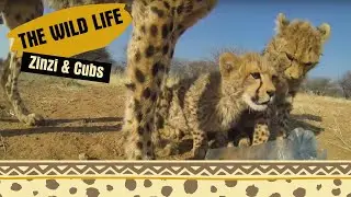 Cheetahs Drinking