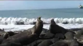 See-Elefanten / Seeelefanten / Sea-Elephants  