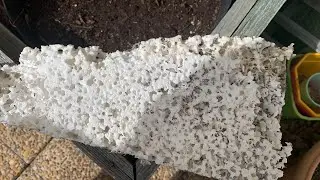 Fourmis Charpentières