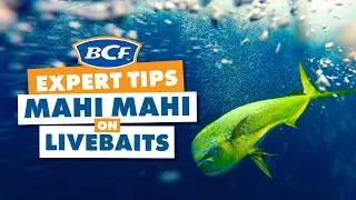 Catching Mahi Mahi On Live Baits With Tackling Australia