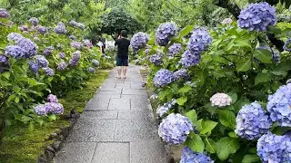 Honko~ji  kota,Aichi