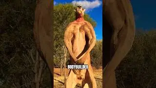 Why Kangaroo Are Nature's Bodybuilders