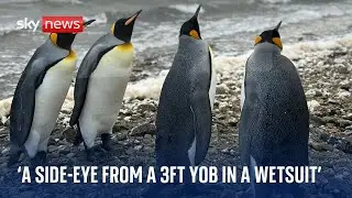 Penguins under pressure: Why wet weather and Keir Starmer are bad news for Falklands penguins