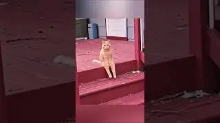 Cats scaring humans 😱🐱