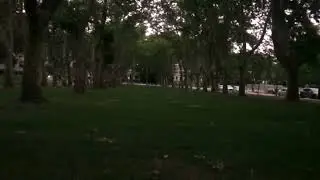🌟🐝 Fireflies | Real Lightning Bugs | Pittsburgh | 🌟