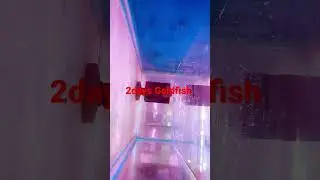 Gold fish babies day2 #shortvideo #aquarium #fish #pakistan #lahore