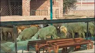 Animal Weighing Machine with software Customer Review | Care International Scale Product