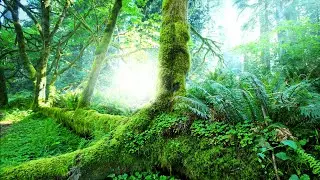 Супер Природа. Джунгли, Птицы, Дикие Звуки.