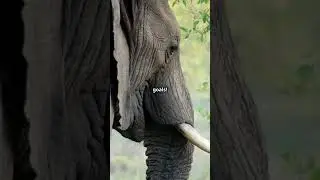 Amazing Facts About zebras #new #trending #shorts #viralvideo #animals #zebra