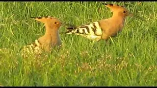 Удоды - Hoopoes