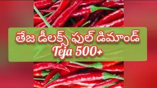Guntur mirchi market rate today | 30-08-2024