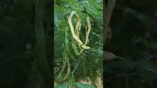 Khejri Tree 🌳 | State Tree of Rajasthan | Mharo Rajasthan Gyaan