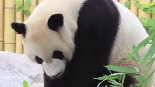 The World&rsquo;s 3 Best Zoos
