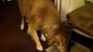 uma honks the hooka horn