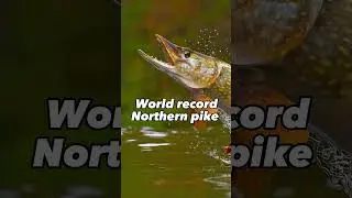 World record pike  massive #fishing #pike #pikefishing #bigfish #northernpike #worldrecord #bigfish