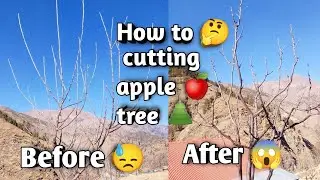 Apple Tree Cutting Tips for Beginners 🍎// how to cutting apple tree 🌲