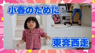 【小春4歳】小春のために東奔西走【日和1歳9ヶ月】