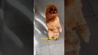 Cute Poodle dancing 🐩🐕😍 @bowsandmeows #shorts #youtube #viral