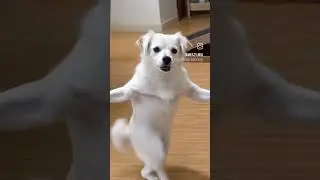 dong dance subscribe channel funny videos mast videos cartoon videos bacho ke videos