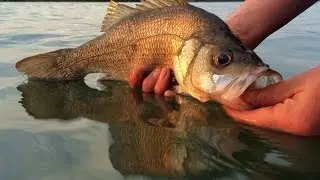 LARGEMOUTH ESTUARY PERCH - YouFishTV