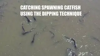 Catching spawning catfish using the dipping technique