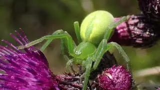 Groene jachtspin/Green huntsman spider (Micrommata virescens)