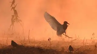 Birding in Nepal / Birdwatching in Nepal.       